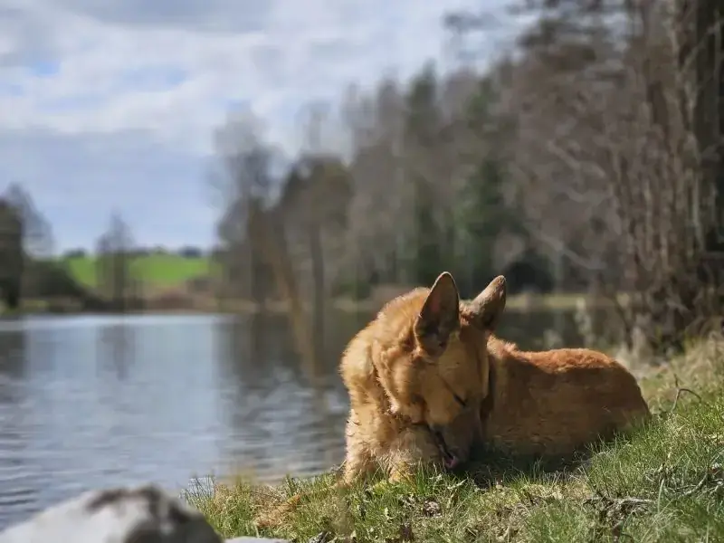 Zira -  - Bild 5