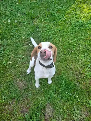 Charly – Beagle – Bild 5