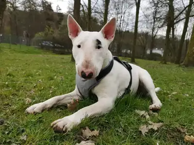 Rocky – Bullterrier – Bild 3
