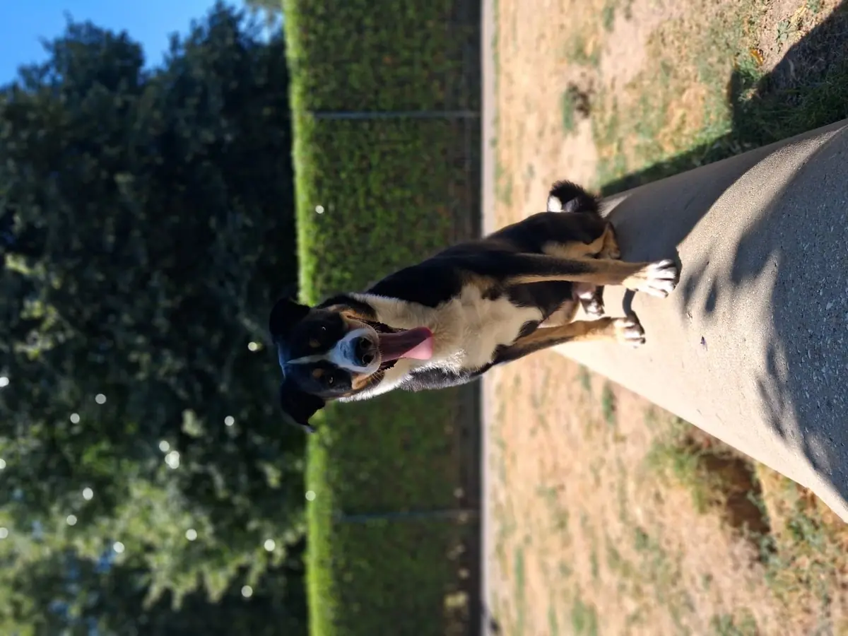 Balu -  - Bild 6