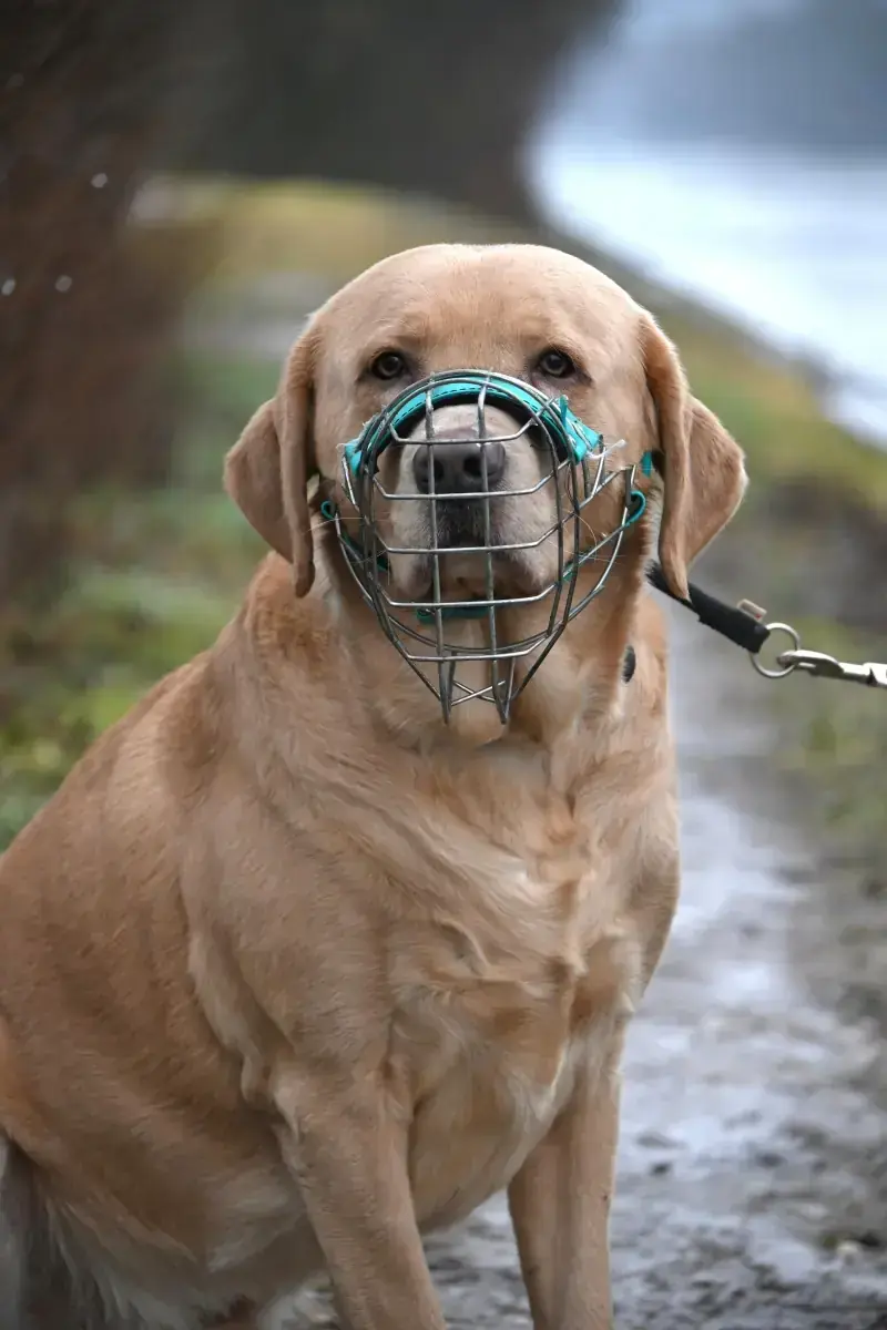 Benito - Labrador Retriever - Bild 10