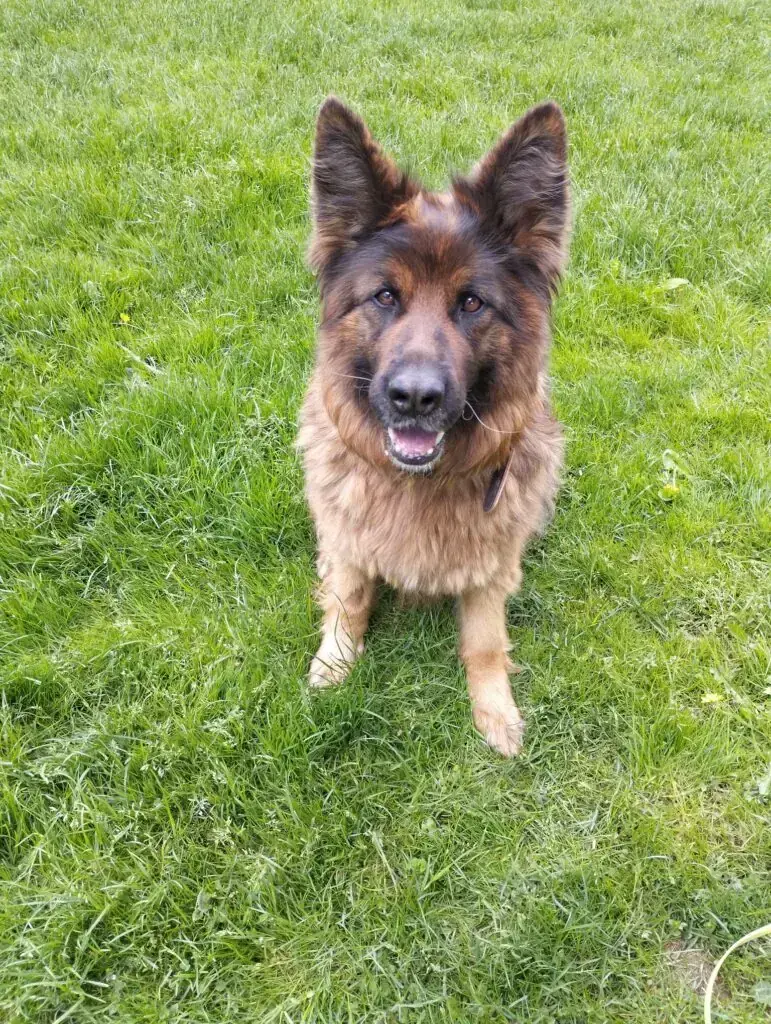 Mika - Deutscher Schäferhund - Bild 1