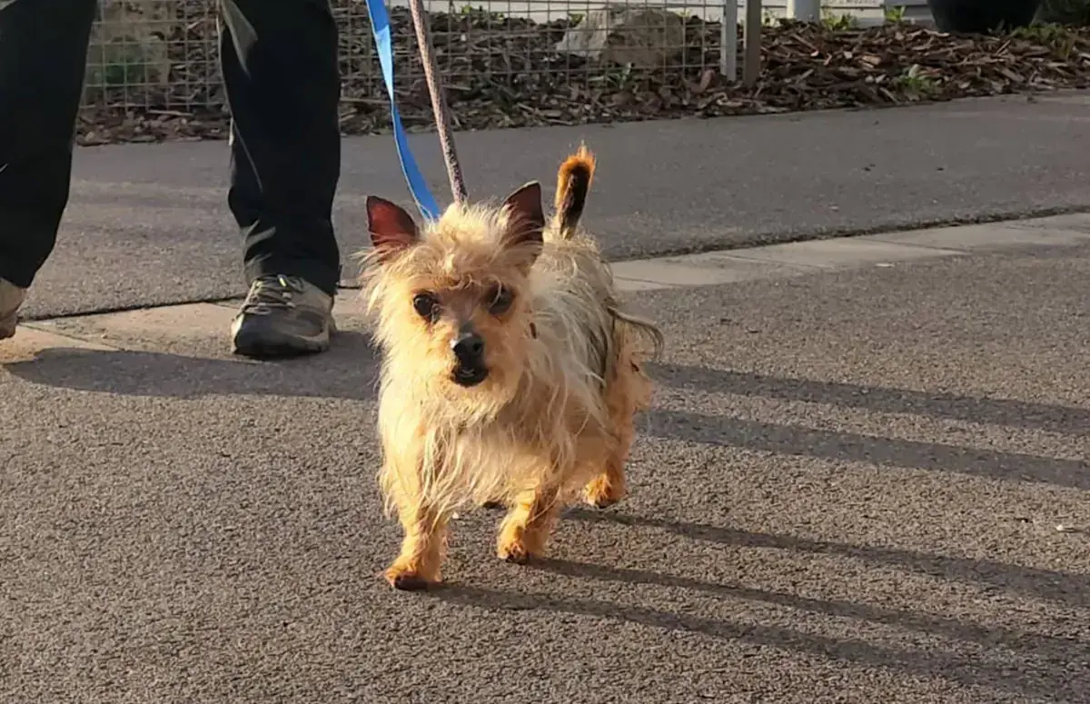 Max - Chihuahua - Bild 8
