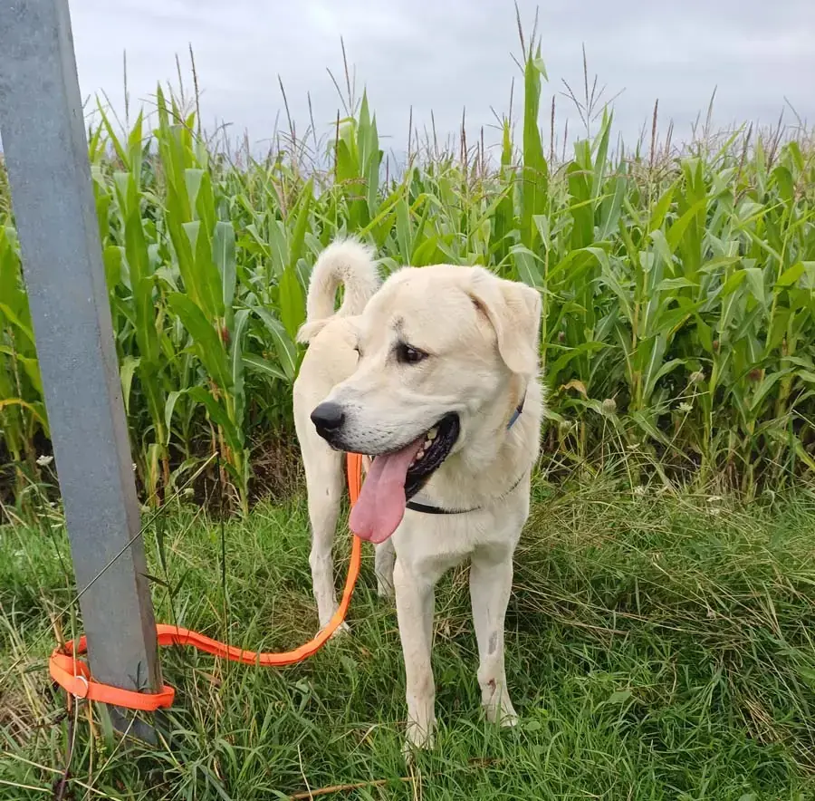 Sero - Kangal-Hirtenhund - Bild 8