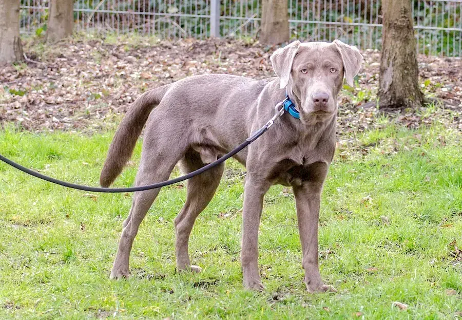 Charly - Labrador Retriever - Bild 4