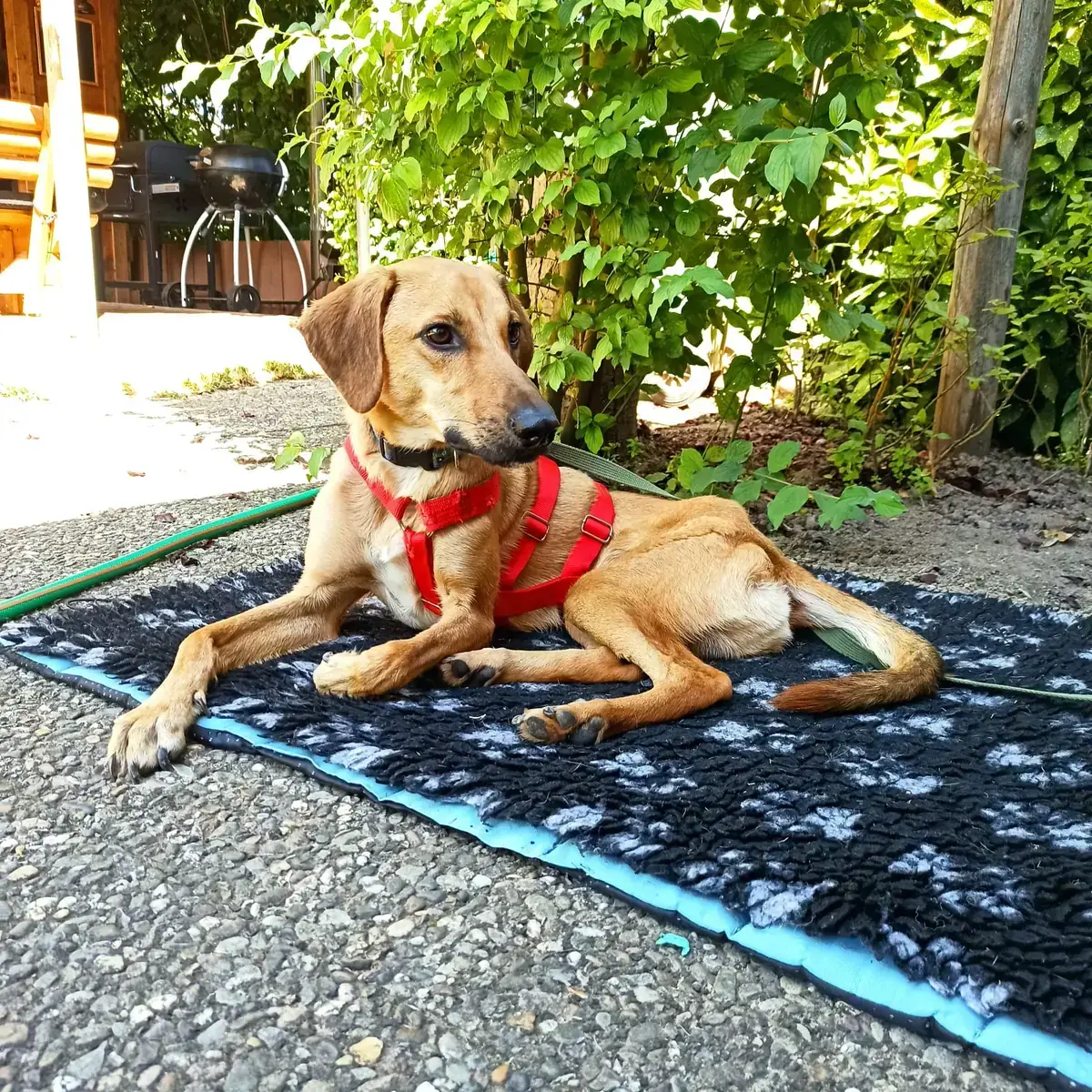 Luigi -  - Bild 1