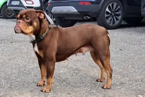 Timba -  - Bild 1