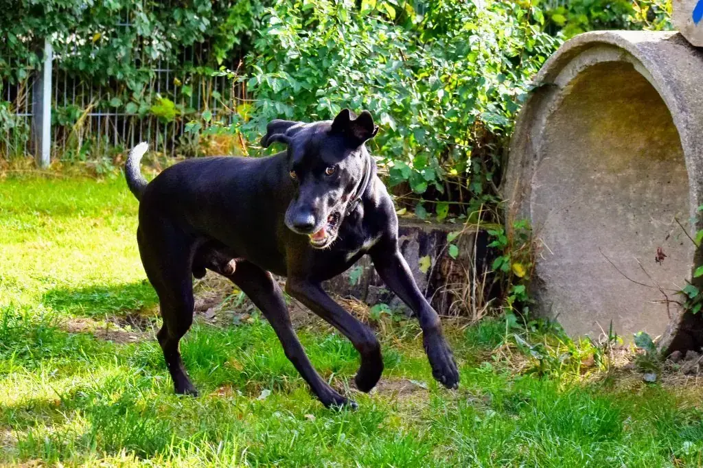 Vito - Labrador Retriever, Dobermann - Bild 3