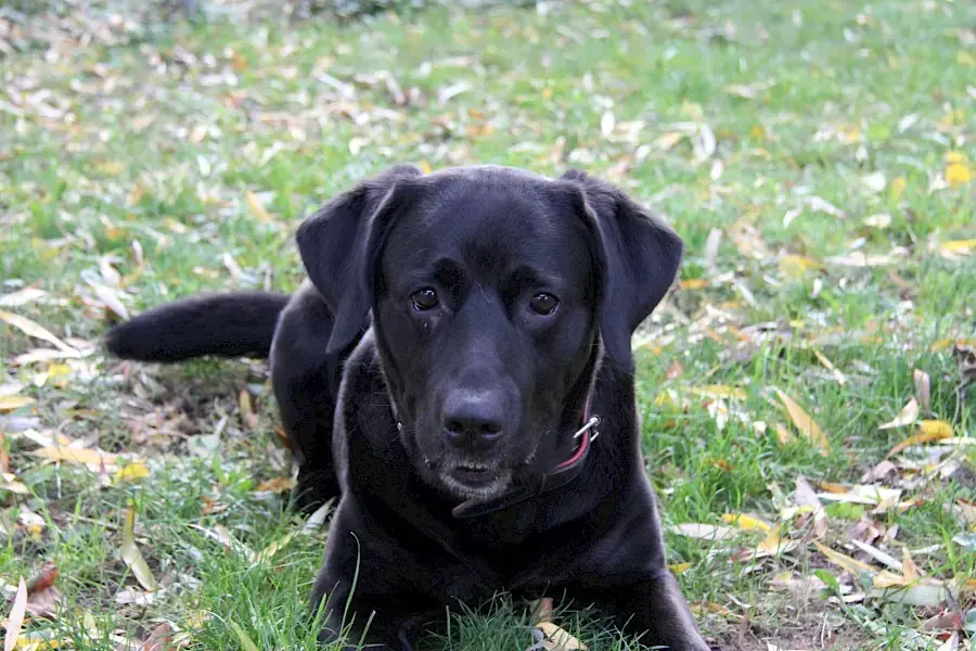 Spike - Labrador Retriever - Bild 1