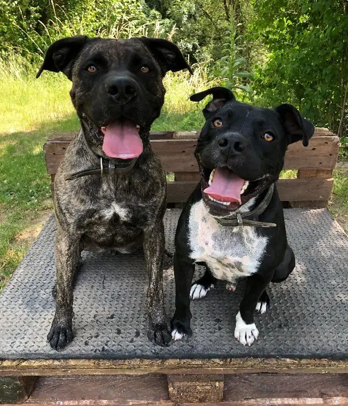 Cora - Dogo Canario - Bild 10