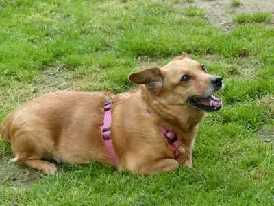 Toffee -  - Bild 5