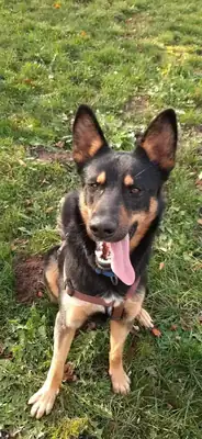 Josef – Hund – Bild 10