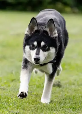 Müsli – Siberian Husky, Deutscher Schäferhund – Bild 5