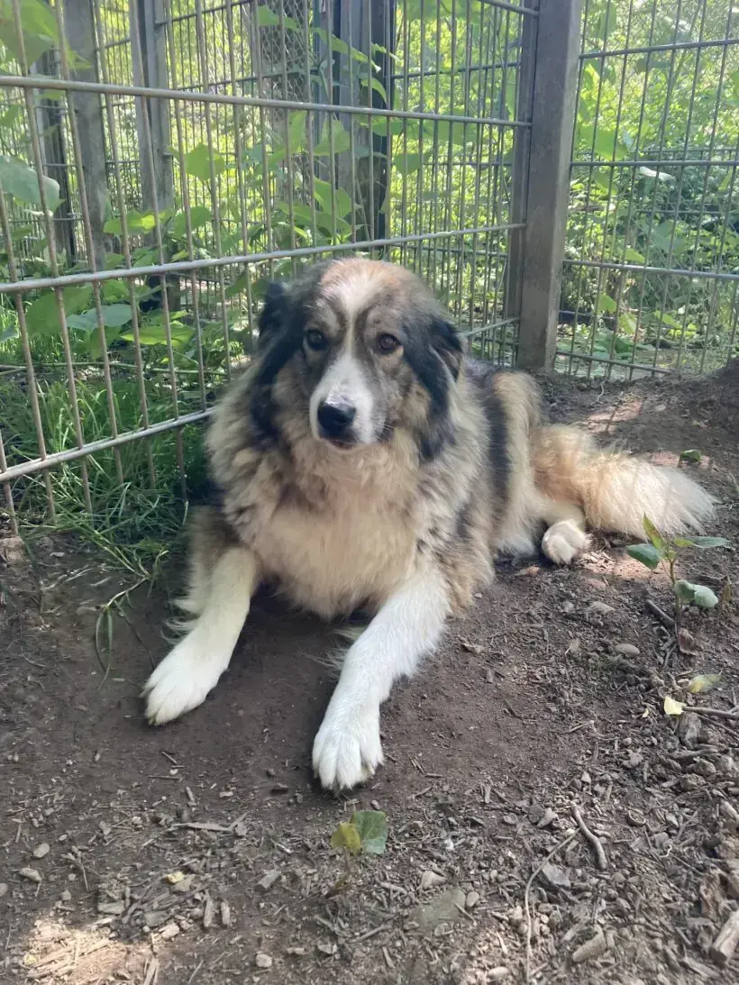 Aori -  - Bild 4