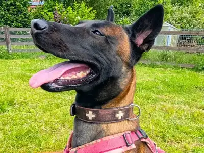 Räuber Hotzenplotz – Belgischer Schäferhund – Bild 4