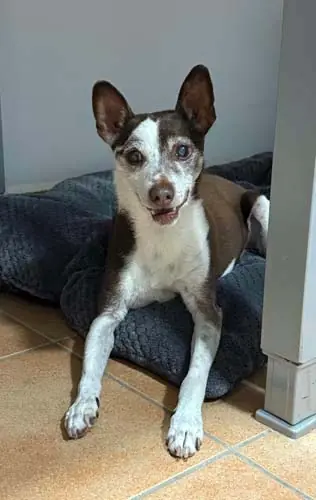 Pancho -  - Bild 3