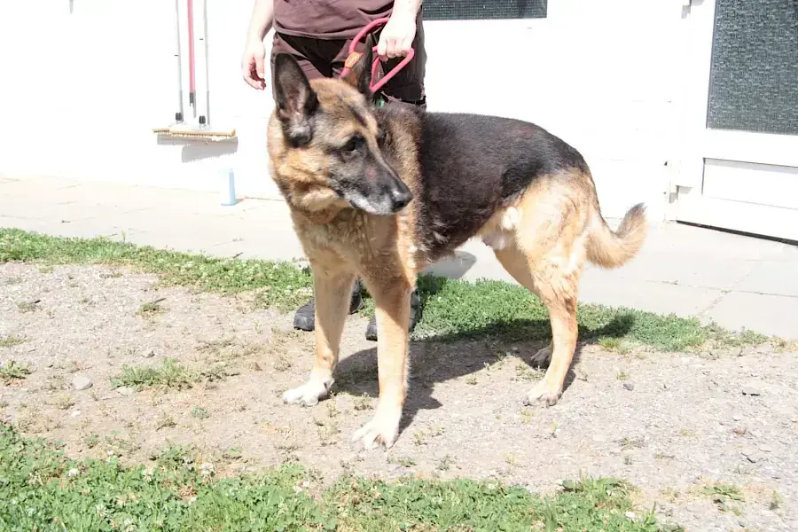 Henry - Deutscher Schäferhund - Bild 2