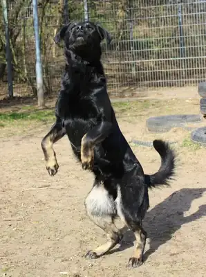 Nase – Deutscher Schäferhund – Bild 2