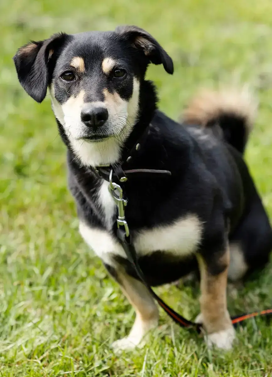 Balu -  - Bild 5