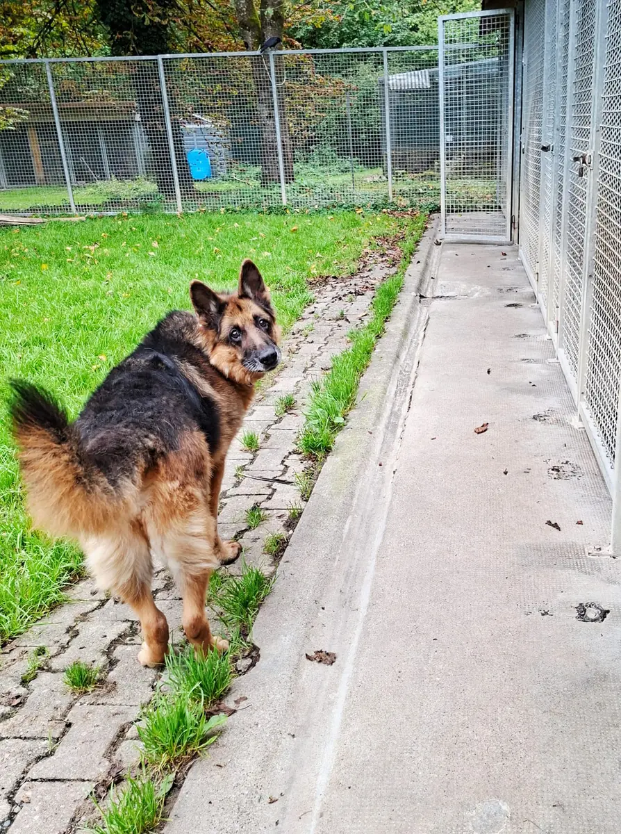 Aaron - Deutscher Schäferhund - Bild 12