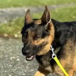 Sissi - Deutscher Schäferhund - Bild 1