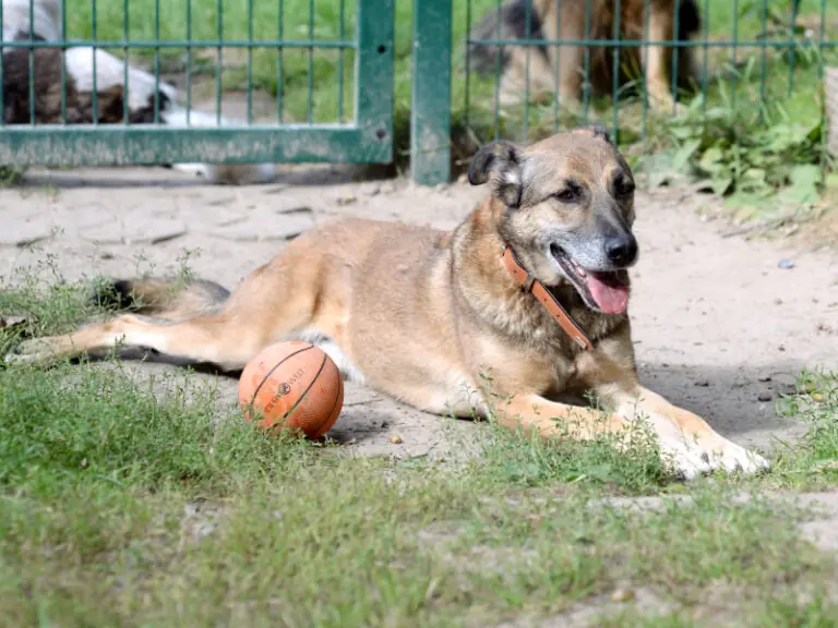 Benio -  - Bild 15