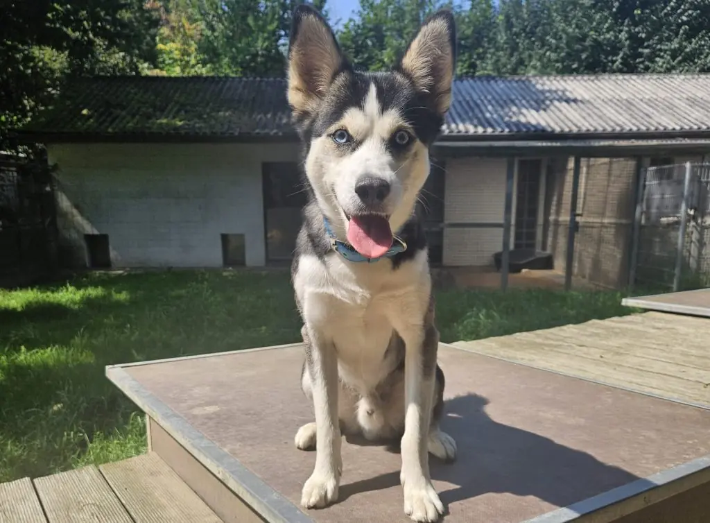Balu - Siberian Husky - Bild 1
