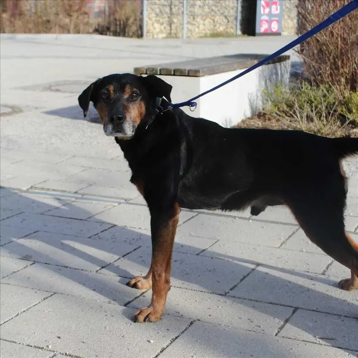 CAPPER -  - Bild 2