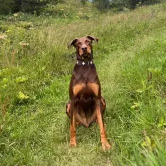 Max - Dobermann - Bild 3
