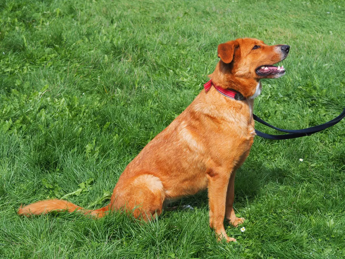 Sandy -  - Bild 6