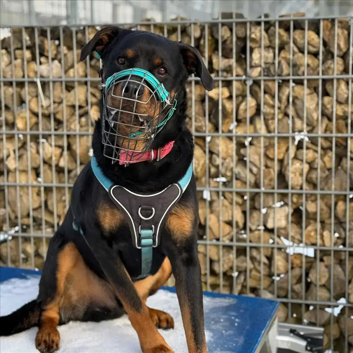 PABLO - Rottweiler - Bild 3