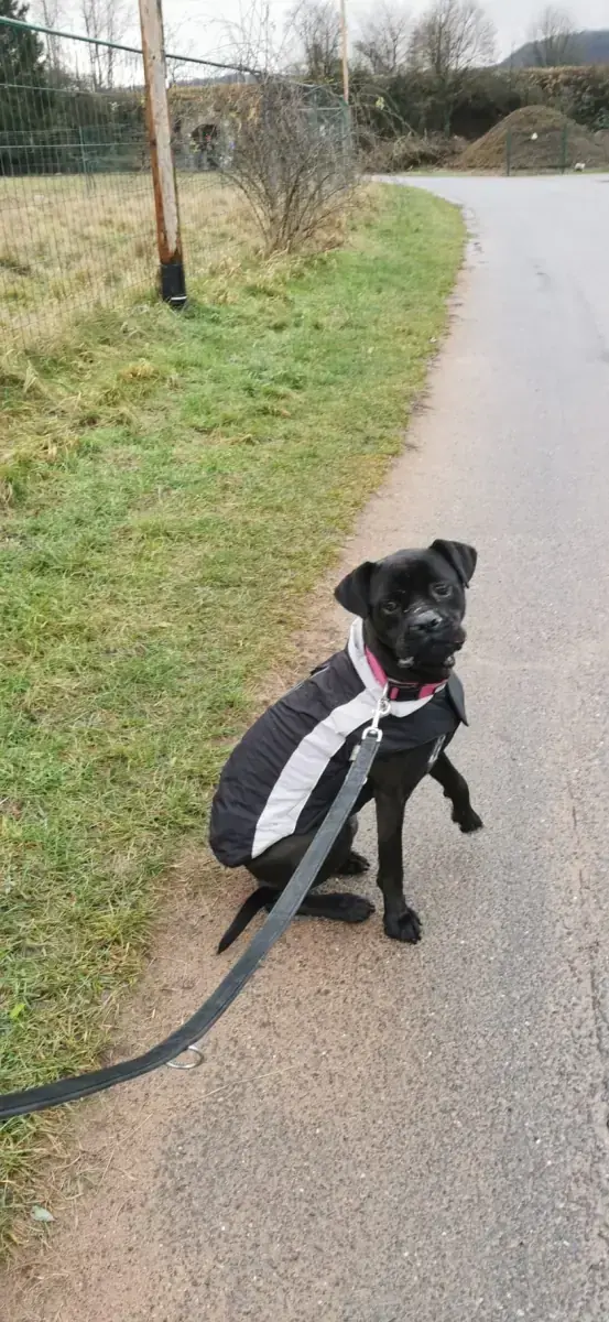 Bonnie - Cane Corso Italiano - Bild 2