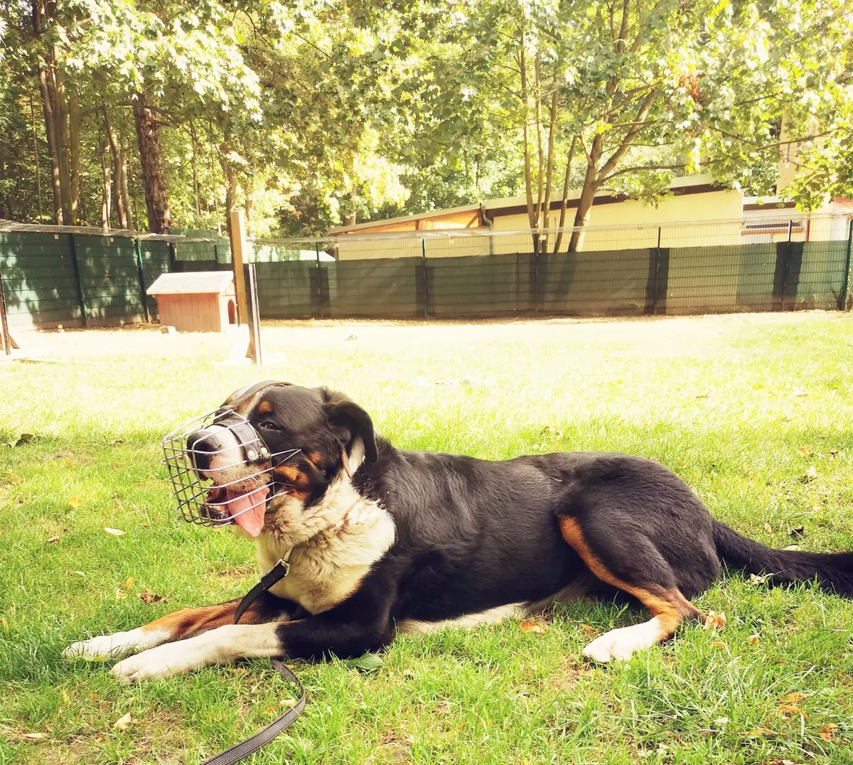 Bruno -  - Bild 4