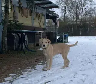 Balu -  - Bild 6