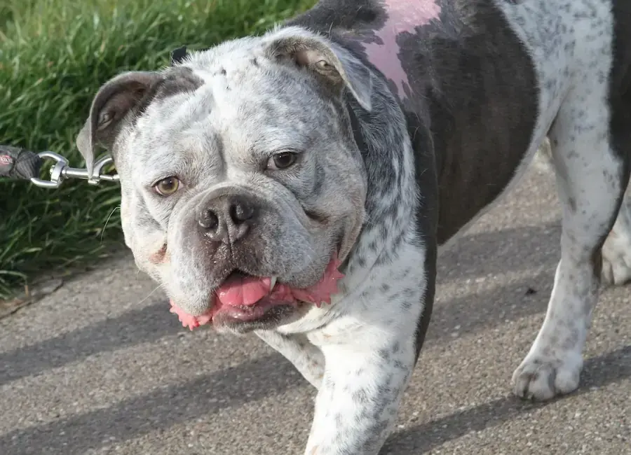 Don - Englische Bulldogge - Bild 3