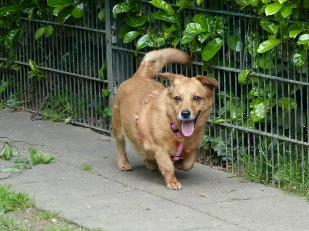 Toffee -  - Bild 10
