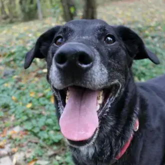 Neo - Labrador Retriever - Bild 7