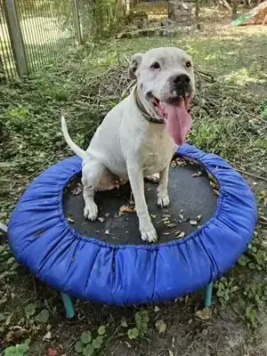 Margo – Dogo Argentino – Bild 3