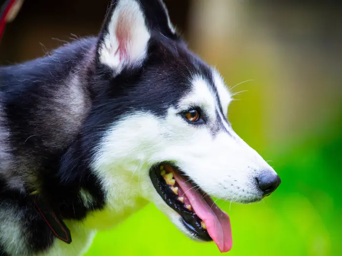 Floki -  - Bild 2