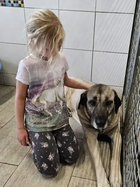 Naz - Kangal-Hirtenhund - Bild 1