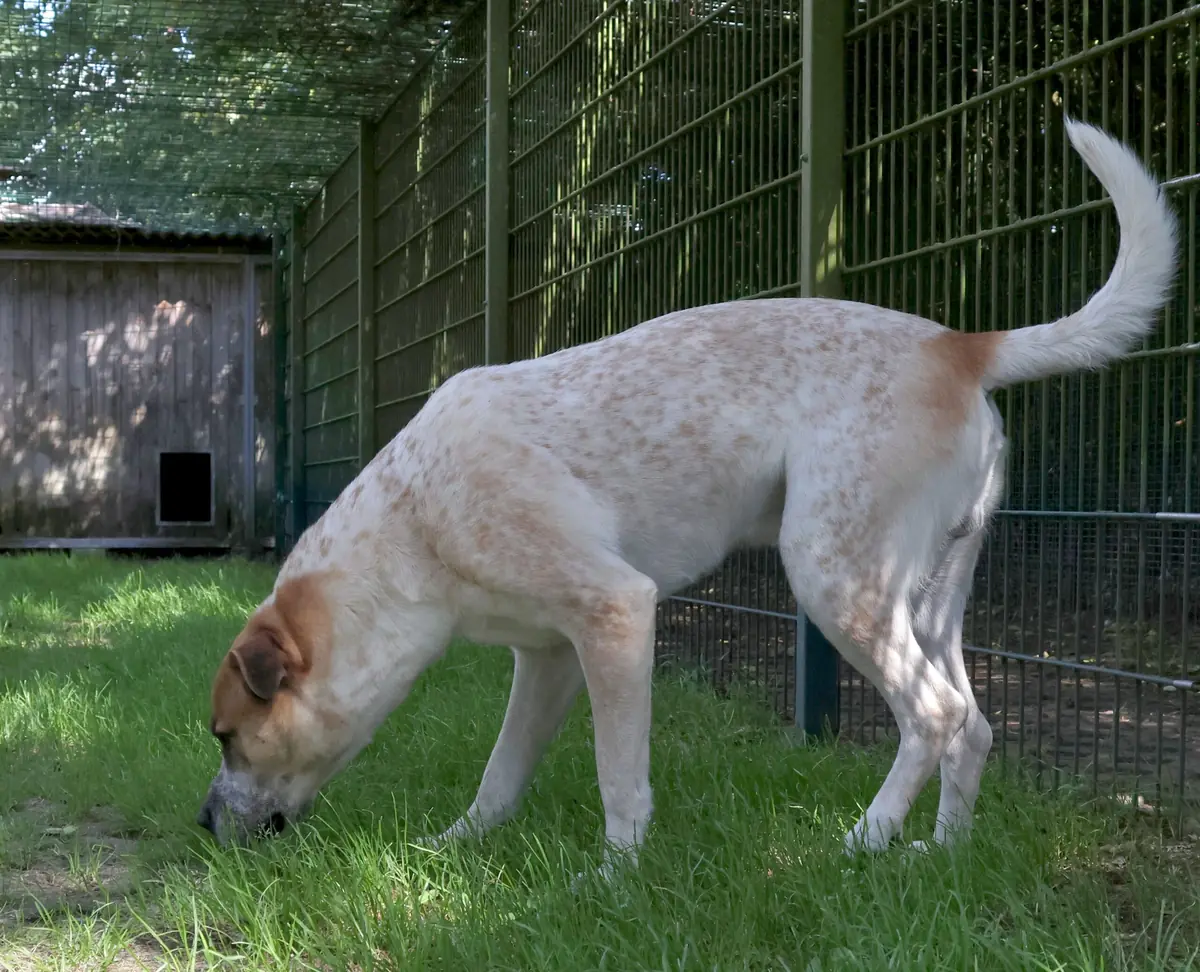 Fritz - Deutscher Boxer - Bild 3