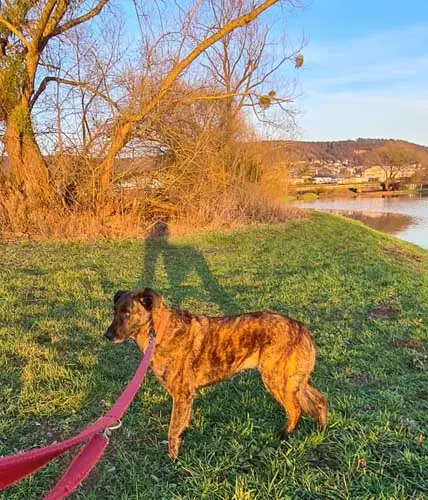 Lua -  - Bild 6