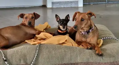 Motte – Deutscher Pinscher – Bild 2