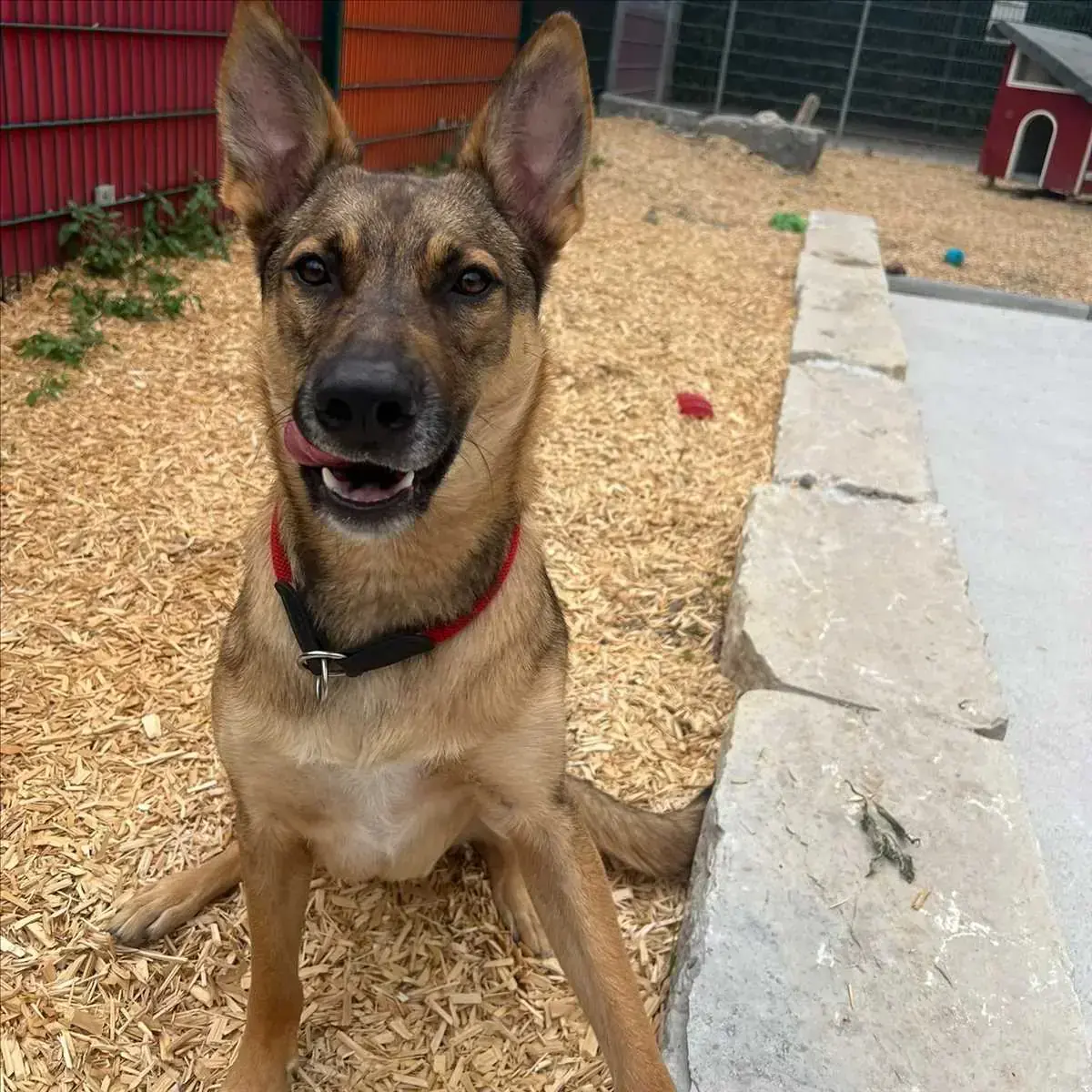 Miles - Deutscher Schäferhund - Bild 1