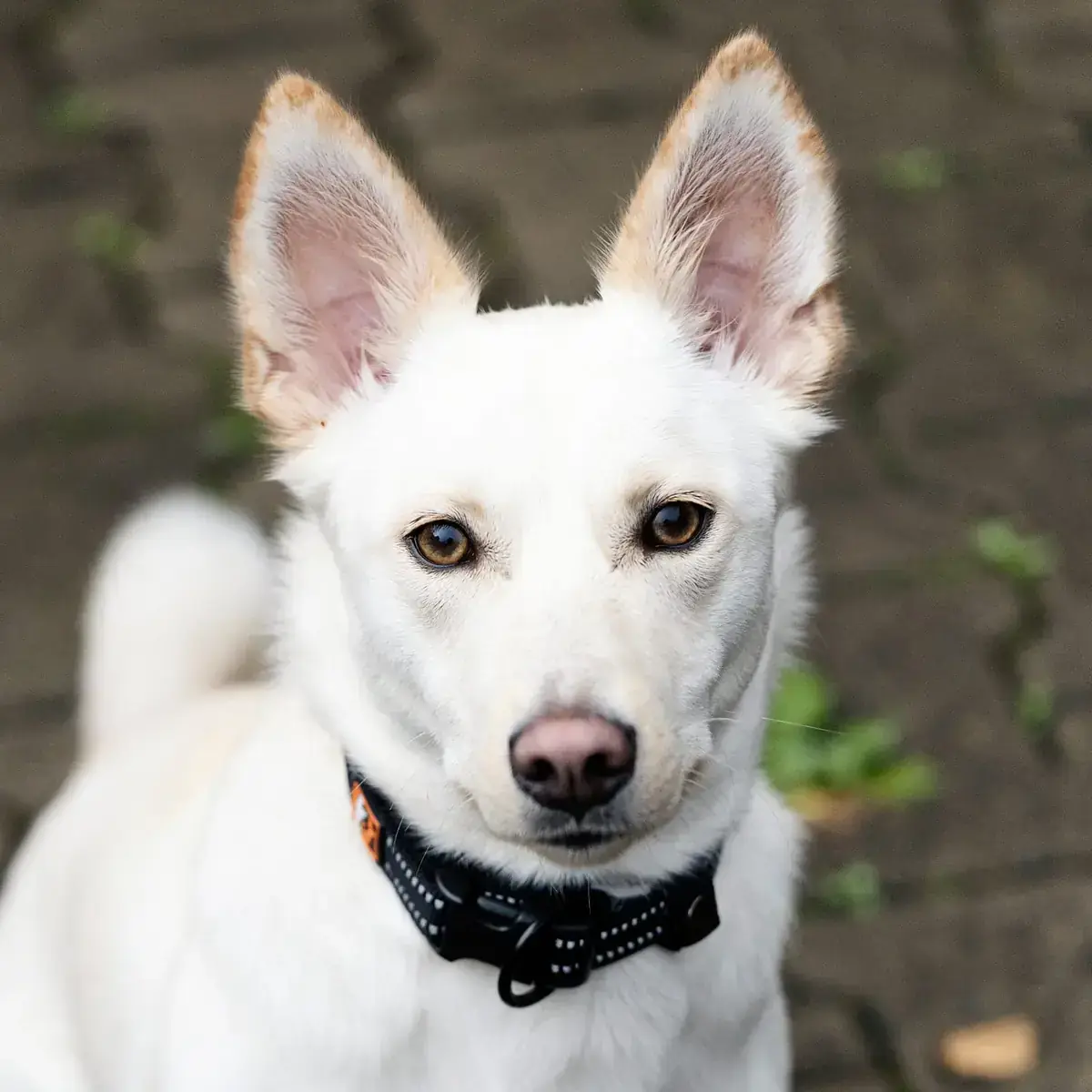 Ivy - Deutscher Schäferhund - Bild 5