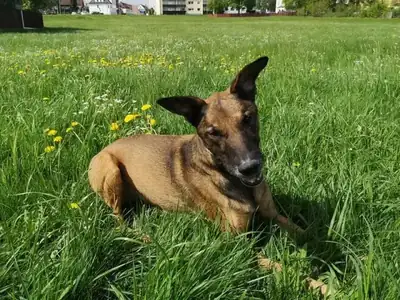 Aki – Mischling – Bild 36