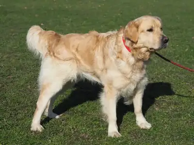Nelson – Golden Retriever – Bild 6