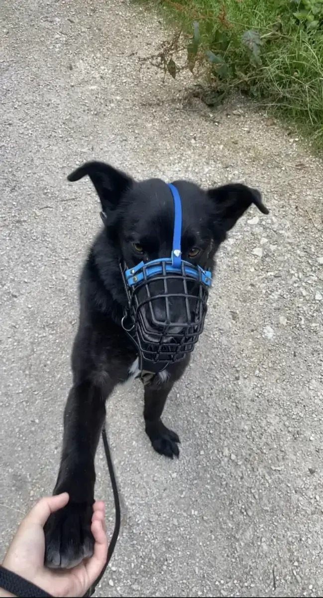 Rex - Deutscher Schäferhund - Bild 18