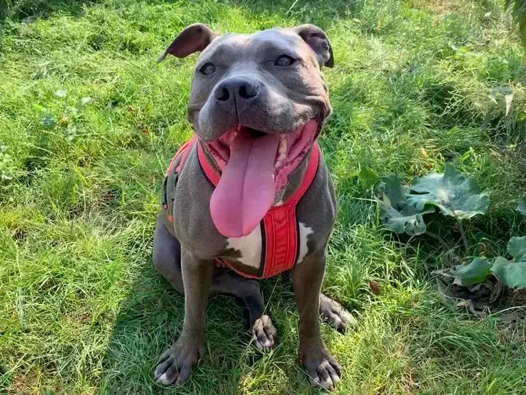 Jette - American Staffordshire Terrier - Bild 1