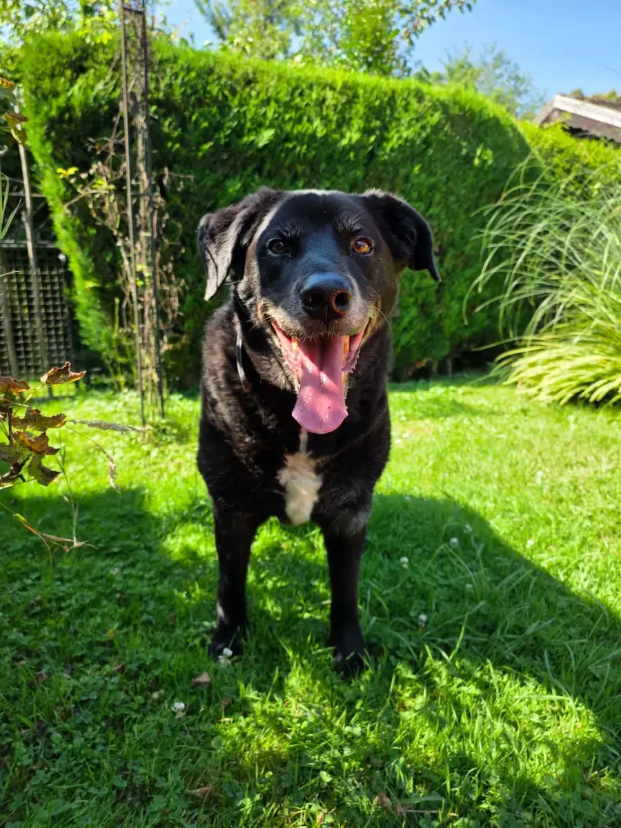 Balou -  - Bild 10
